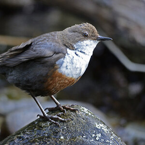 Wasseramsel bei der Gefiederpflege