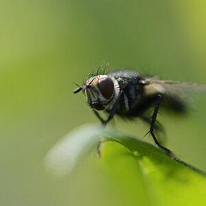 Fliege