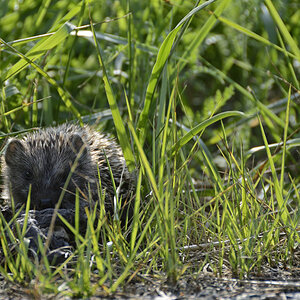 Junger Igel