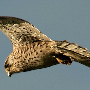 Raubvogel4