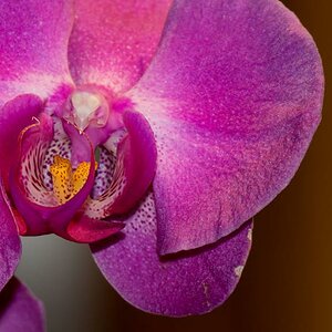 Orchidee2
