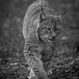 Luchs DSC 5367