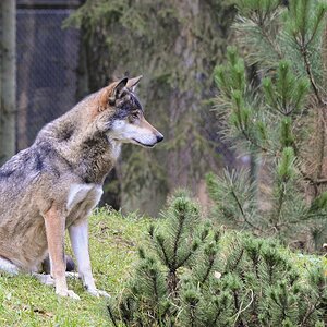 cd Wolf