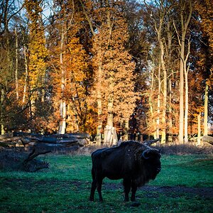 Bison DSC 5349