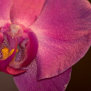 Orchidee D50