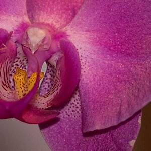 Orchidee D50 2