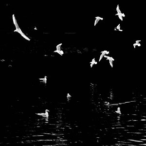 Flock