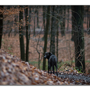 Lupa am 1. Januar
