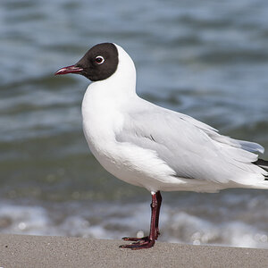 Lachmöwe auf Rügen