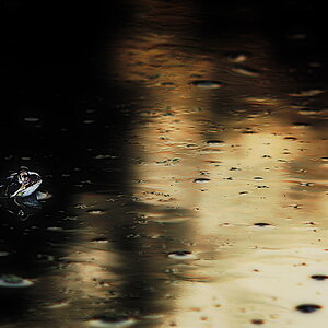 Frosch