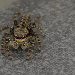 Spinne
