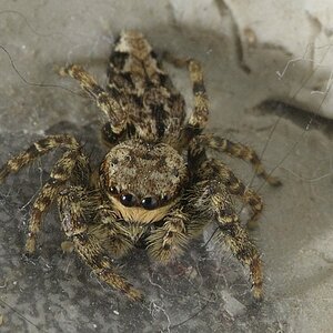 Spinne2