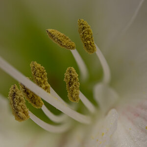 Amaryllis2