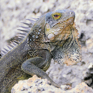 Leguan Bonaire