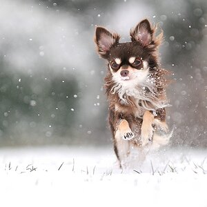 Schnee