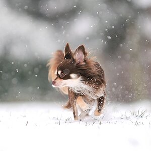 Schnee