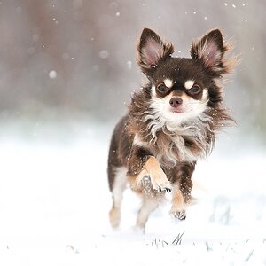 schnee