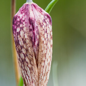 Schachbrett Blume