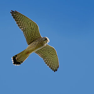 DSC 7674 Turmfalke 1000