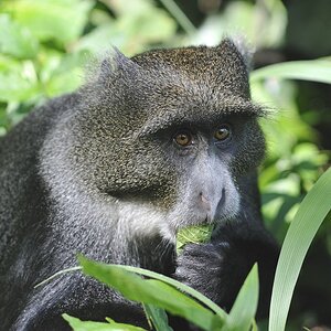 Lieber ein Blatt vor dem Mund