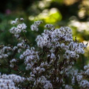 Blumen