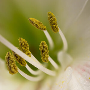 Amaryllis3