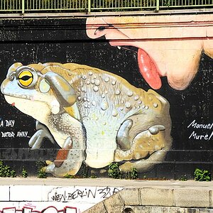 frog