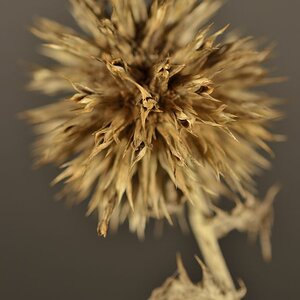130102 Makro 010 10130102 Makro 010