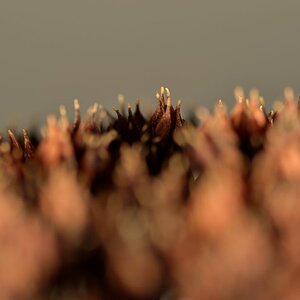 130102 Makro 014 14130102 Makro 014