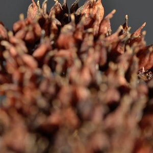 130102 Makro 021 21130102 Makro 021