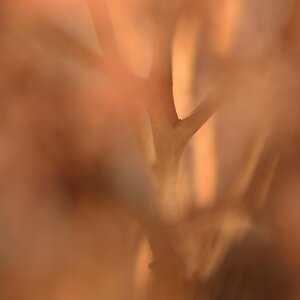 130102 Makro 015 15130102 Makro 015