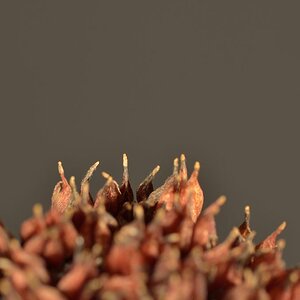 130102 Makro 022 22130102 Makro 022
