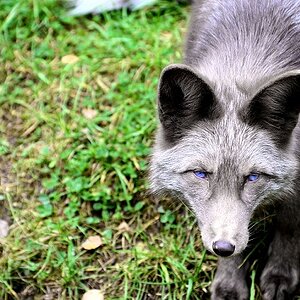 Fuchs