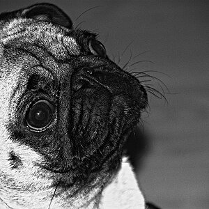 BellaMopsfidelZachert 0124 130101 SW b 1024