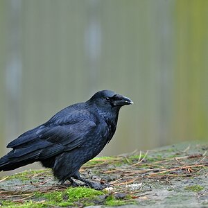 Krähe