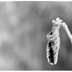 FrostDSC 0093