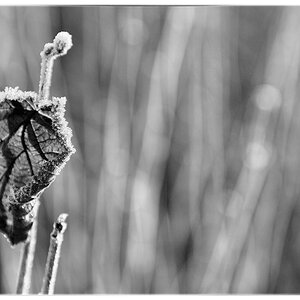 FrostDSC 0094