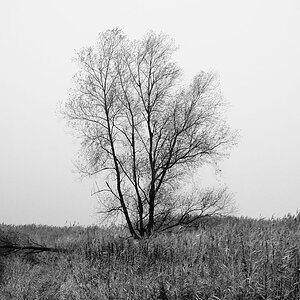 Warte Baum