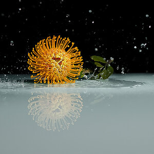 Blume