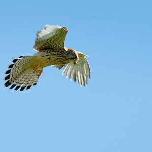 DSC 7560 Falke b 1000