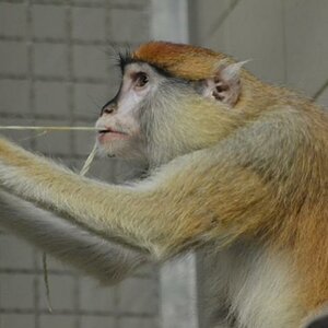 Affe mit Strick