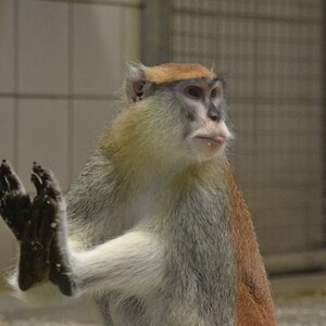 Affe strckt Zunge raus