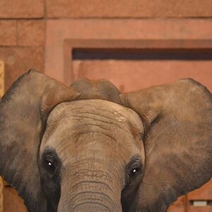 Elefant