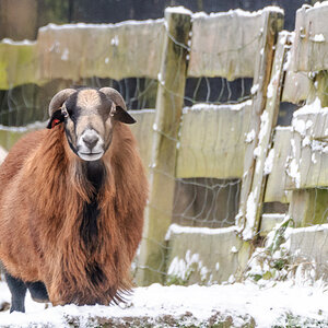 Schaf im Schnee