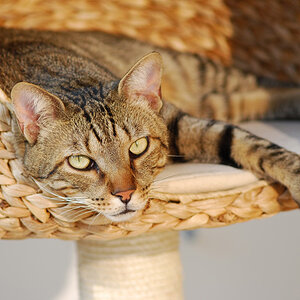 Pascha