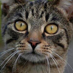 benni
