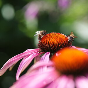 DSCF7748