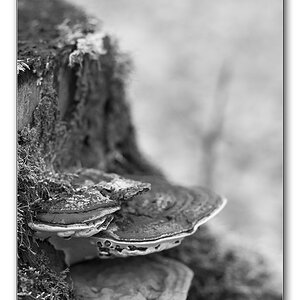 pilze