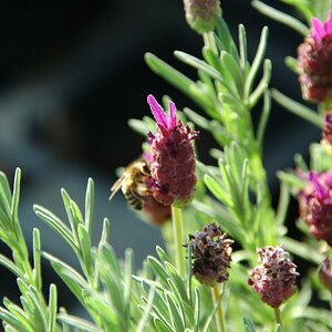 lavendula stochas