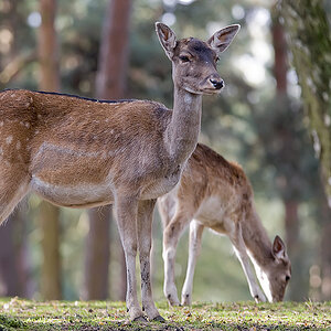 damwild2